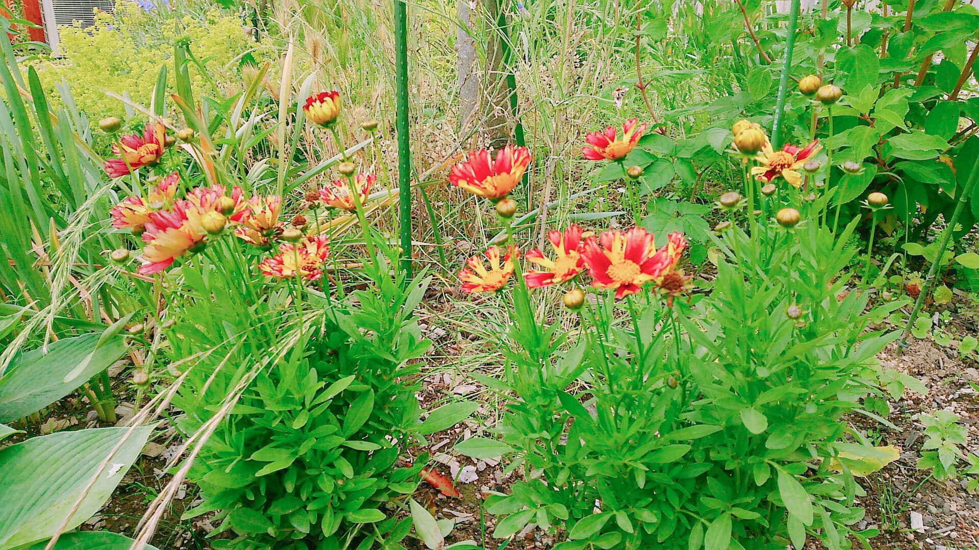 高嶺ルビーが咲き始めました ルビーの里 駒ケ岳ガーデン エクステリアガーデン